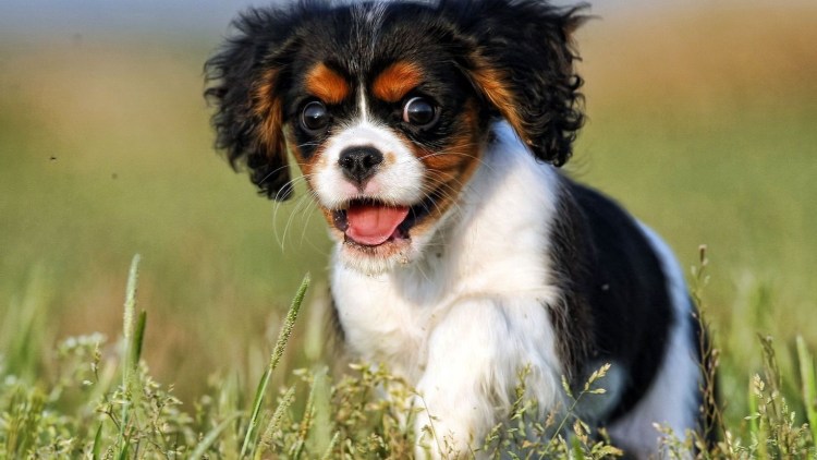 Красивые породы собак