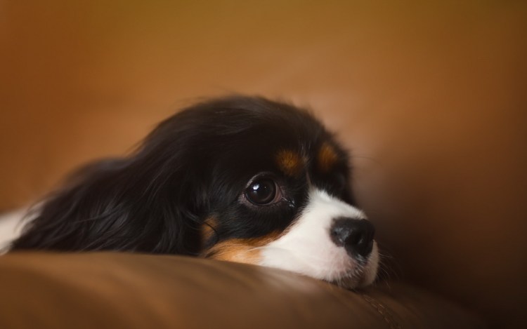 Кинг Чарльз спаниель 1920 на 1080