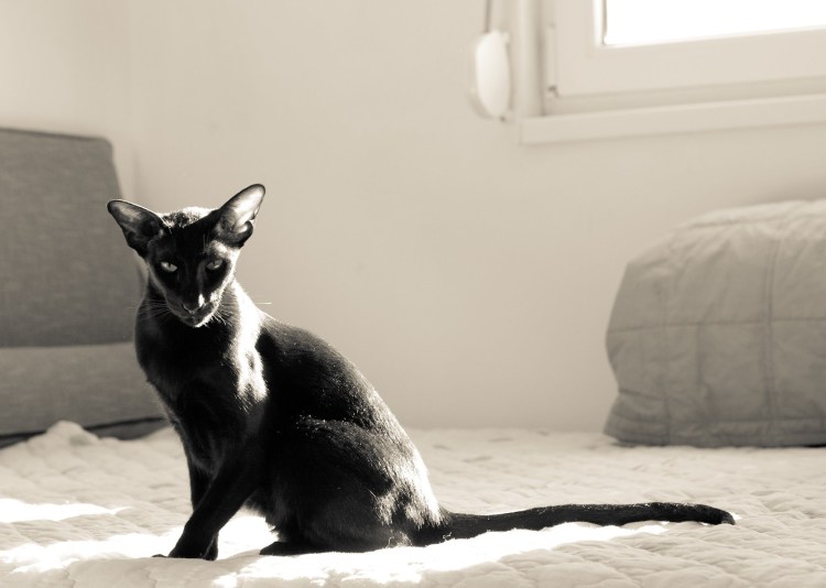 Ориентальная кошка (Ориентал)