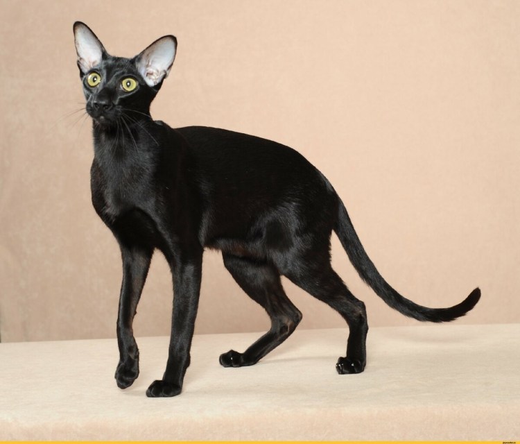 Чёрный ориентальный кот с голубыми глазами