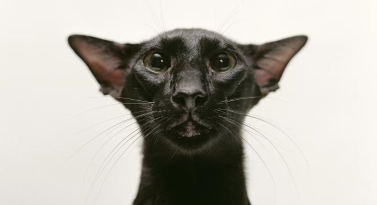 Порода кошек пантеретта