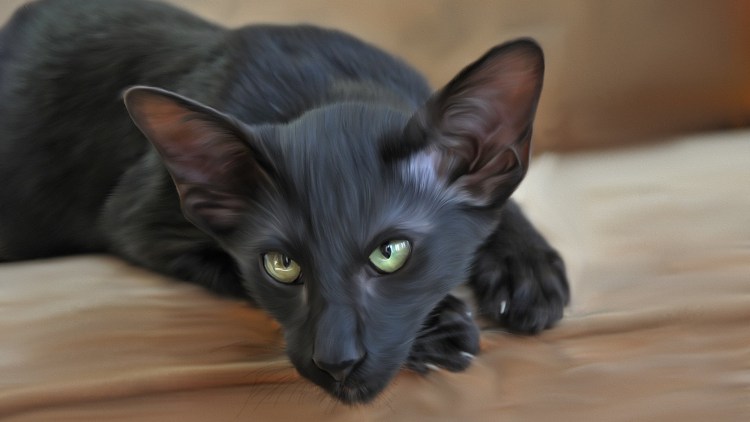 Кот Ориентал котята черные