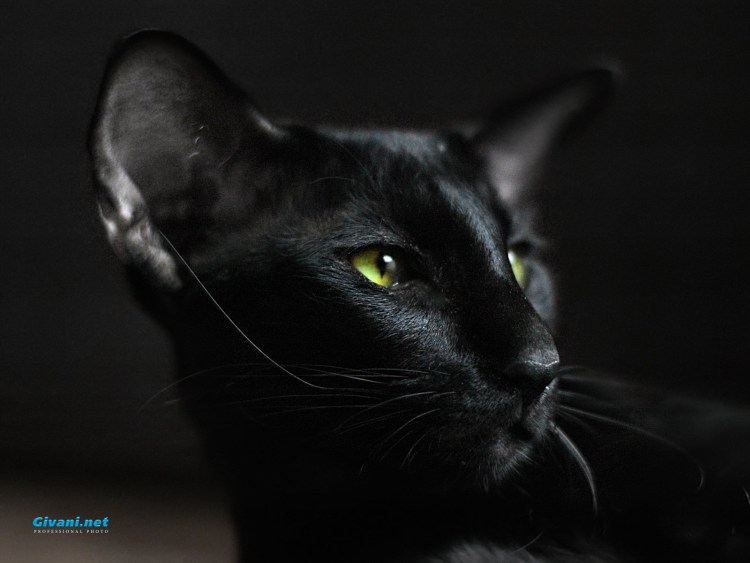 Сиамская кошка Ориентал