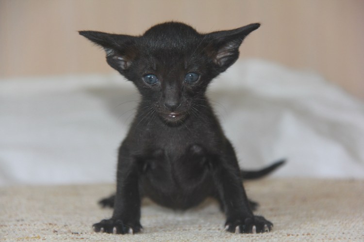 Бомбейский Ориентал