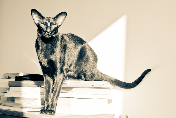 Черный ориентальный кот