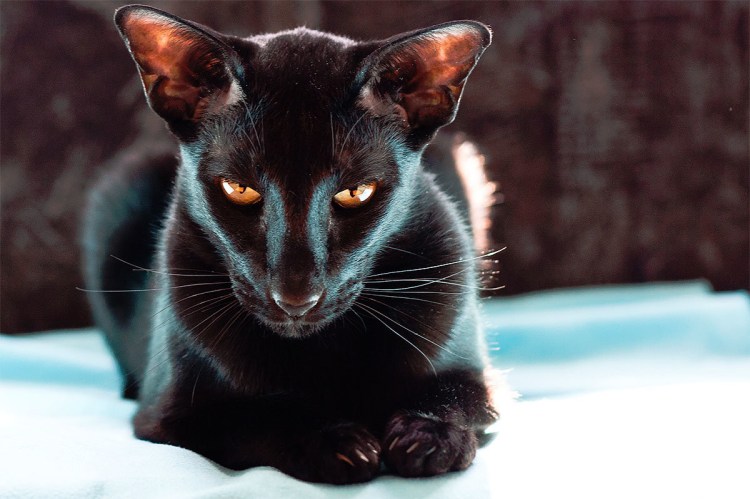 Черный ориентальный кот