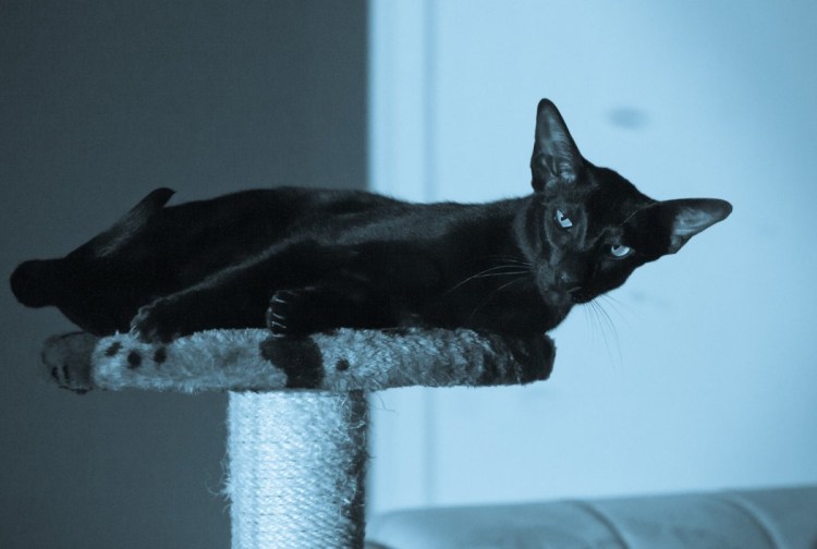 Ориентальная кошка