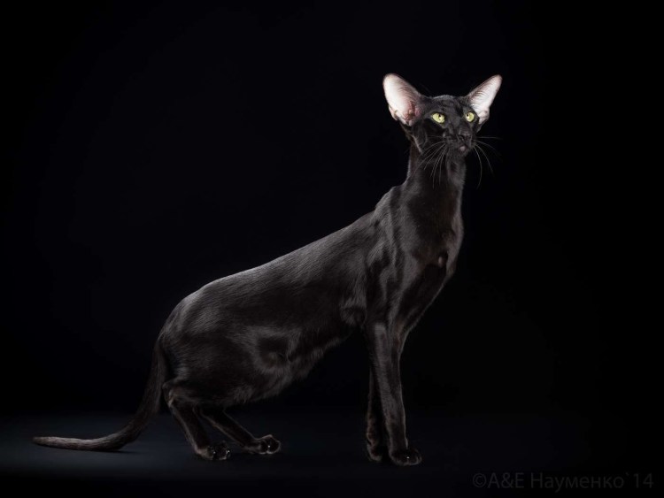 Ориентальная кошка голубая