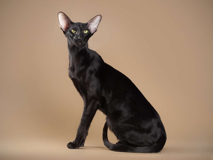 Коты ориенталы черные