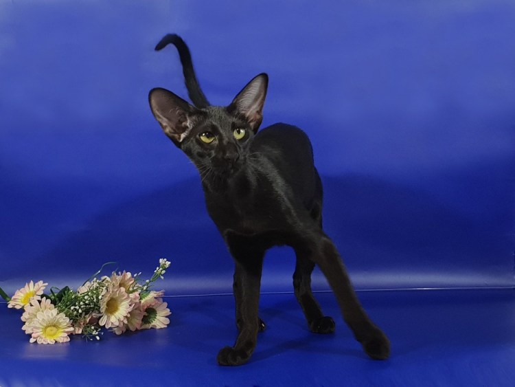 Кот Ориентал черный