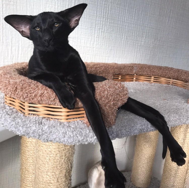 Черный ориентальный кот