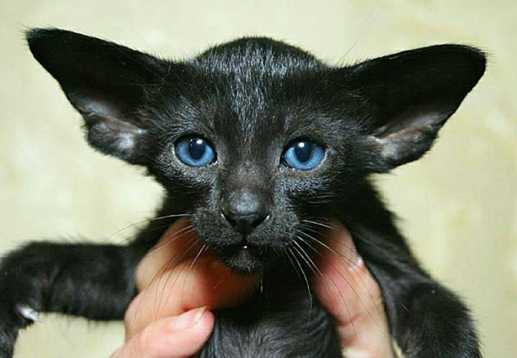 Кот Ориентал вампир