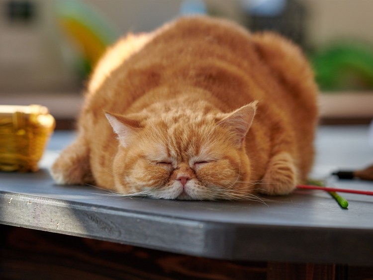 Толстый рыжий кот