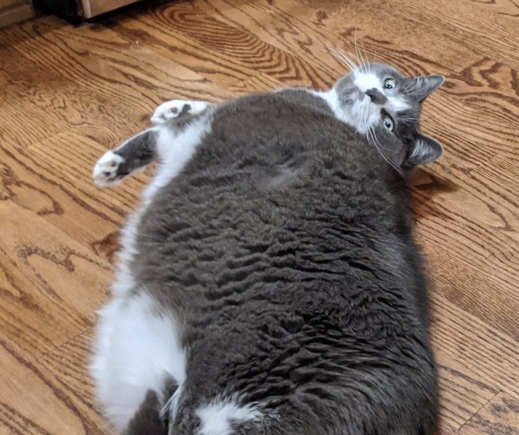 Очень жирные коты