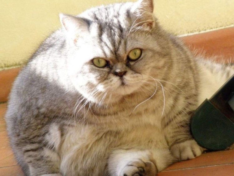 Кот толстопуз