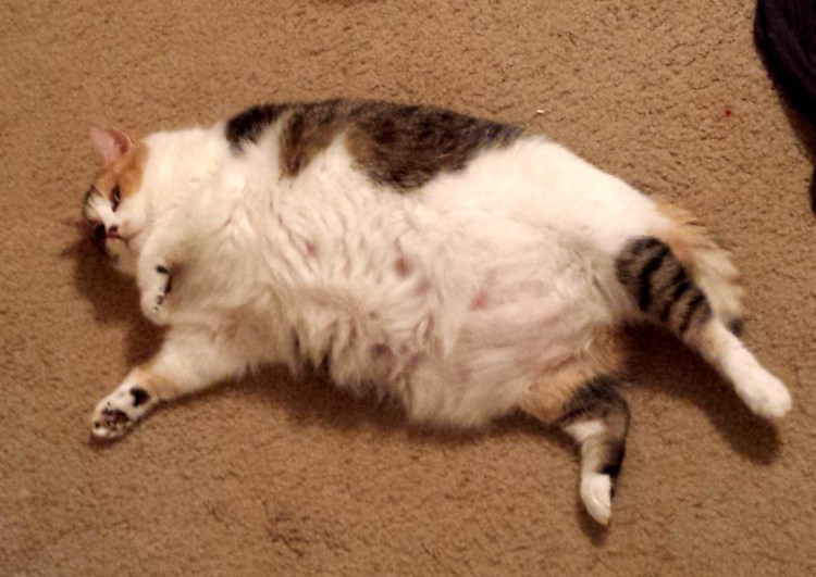 Толстый кот на спине