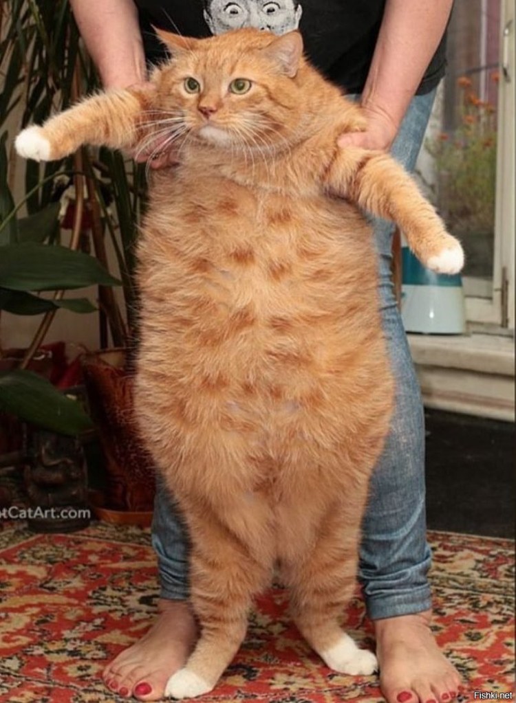 Толстые рыжие коты