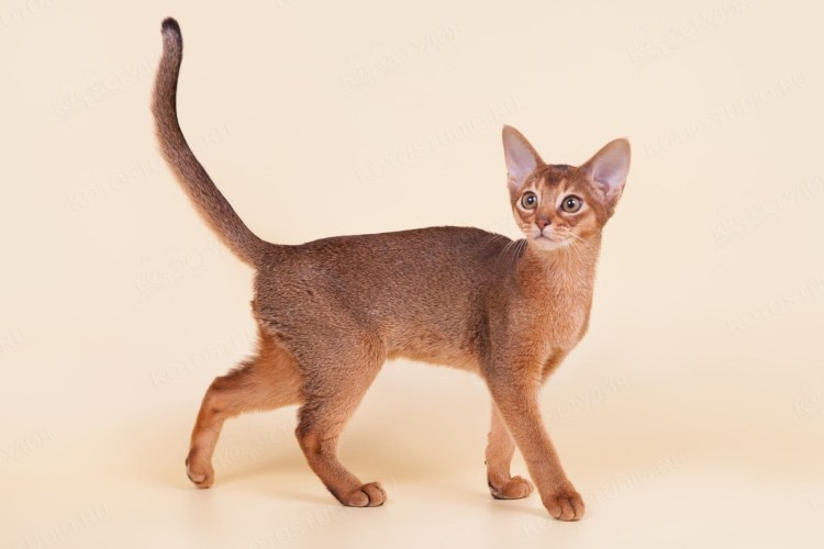 Абиссинская кошка