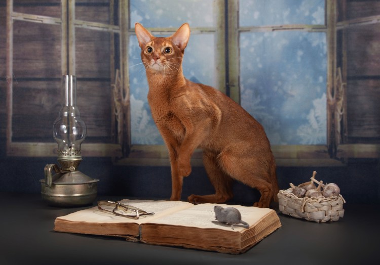 Абиссинская кошка породы кошек