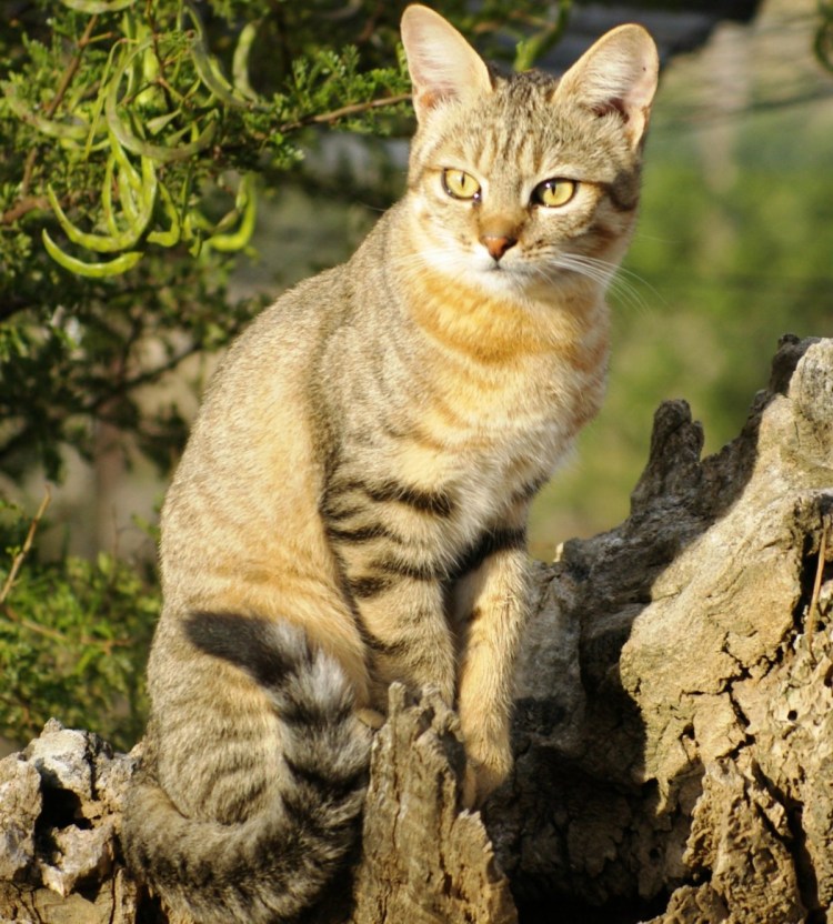 Степная кошка (Felis Libyca)