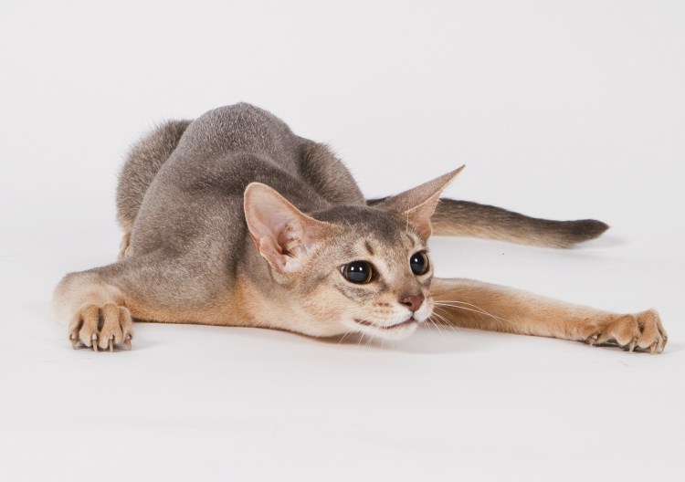 Абиссинская кошка голубая