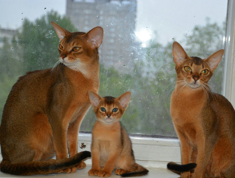 Абиссинская кошка