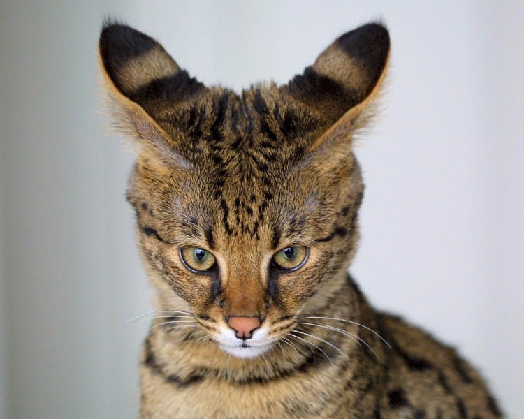 Бурая Саванна кошка