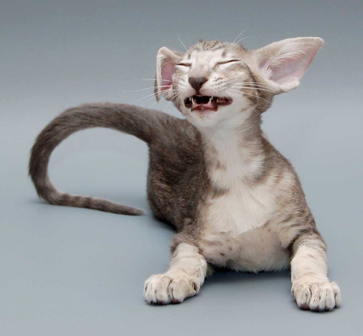 Коты ориенталы грузины