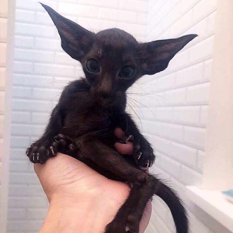Донской сфинкс черный котенок