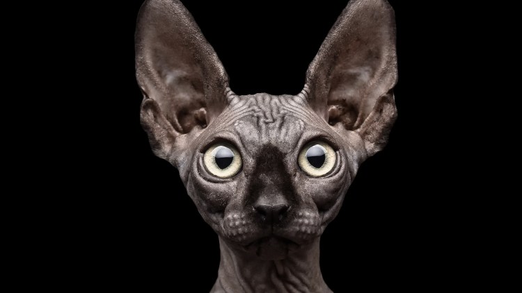 Необычные породистые кошки