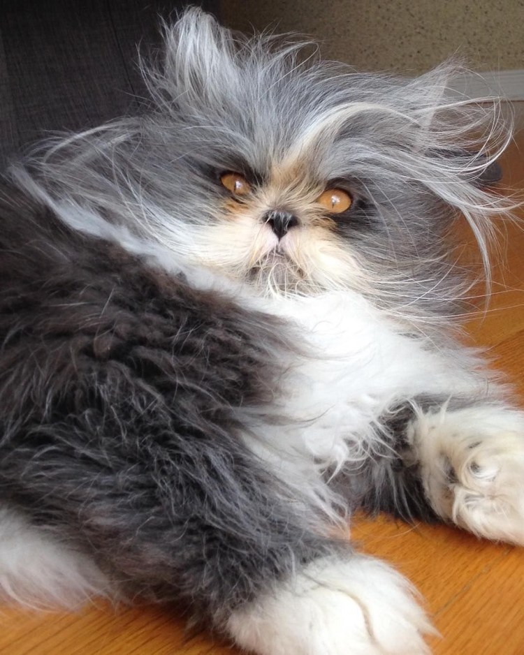 Канадский сфинкс Бамбино