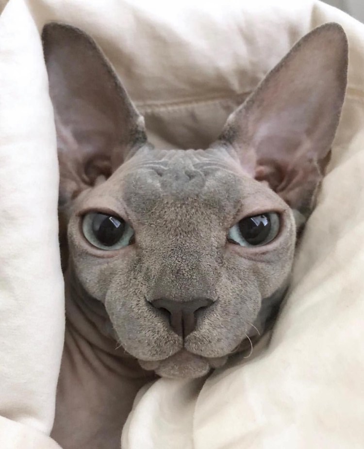 Коты с узкими глазами