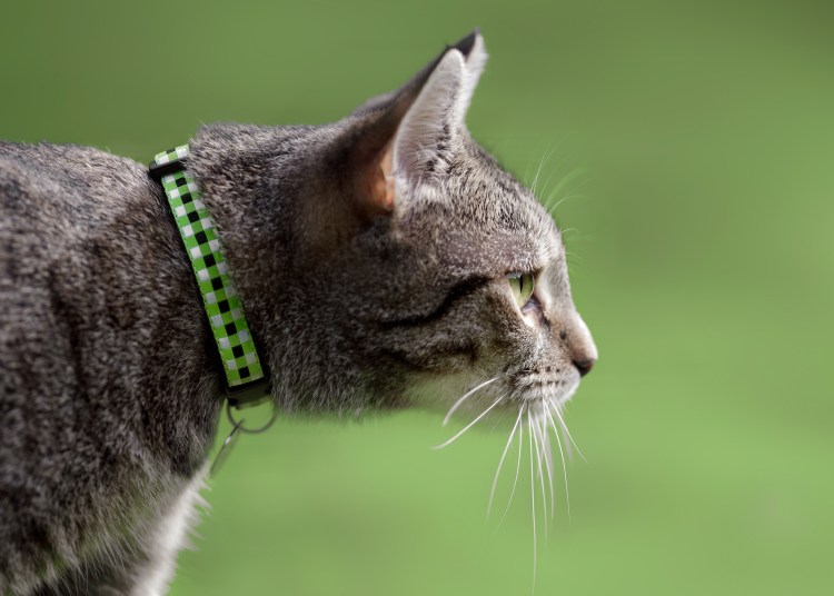 Морда кошки боком