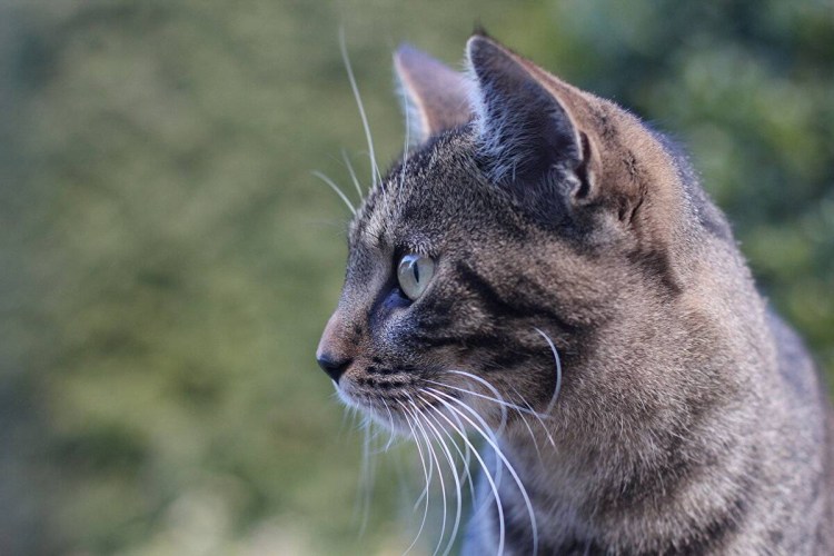 Морда кота в профиль