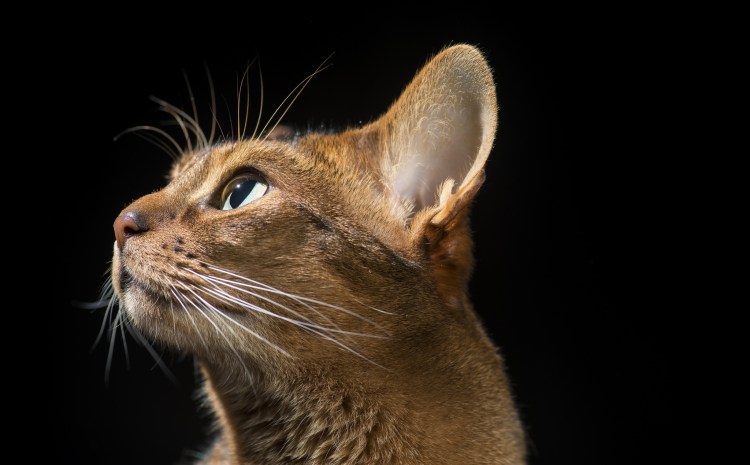 Кошачья мордочка в профиль