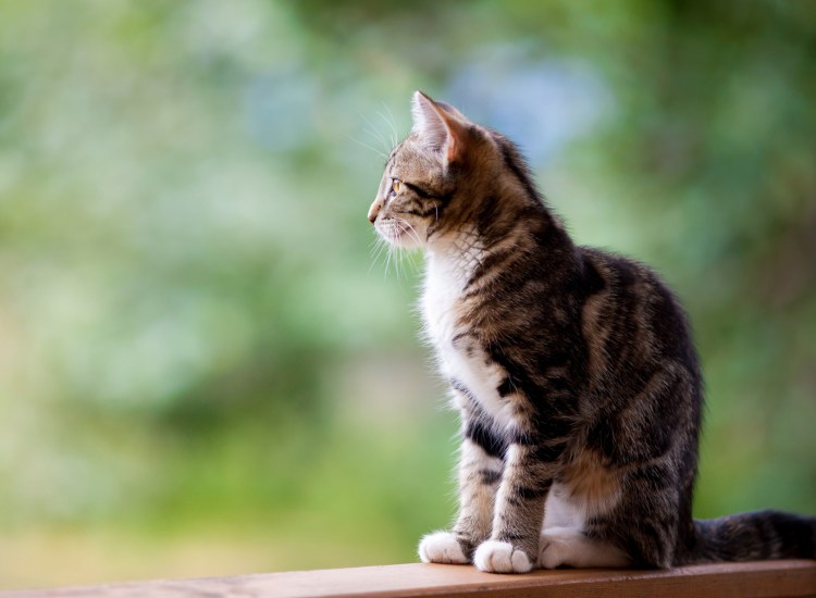 Кошка сидит