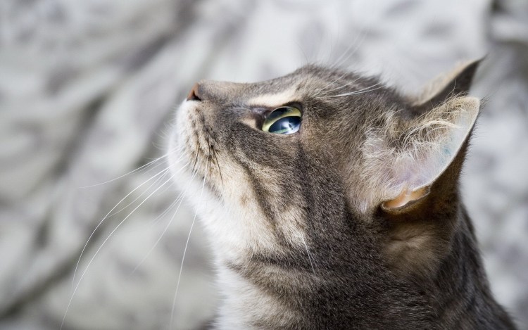 Кошки на рабочий стол