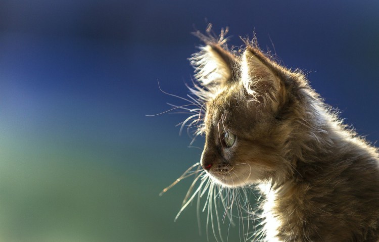 Морда котенка в профиль