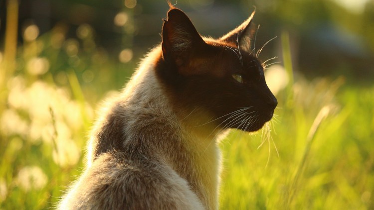 Сиамская кошка