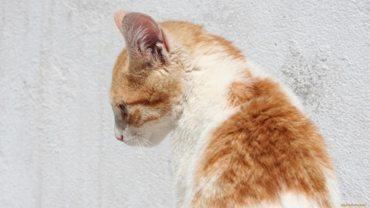 Кот сидит в профиль