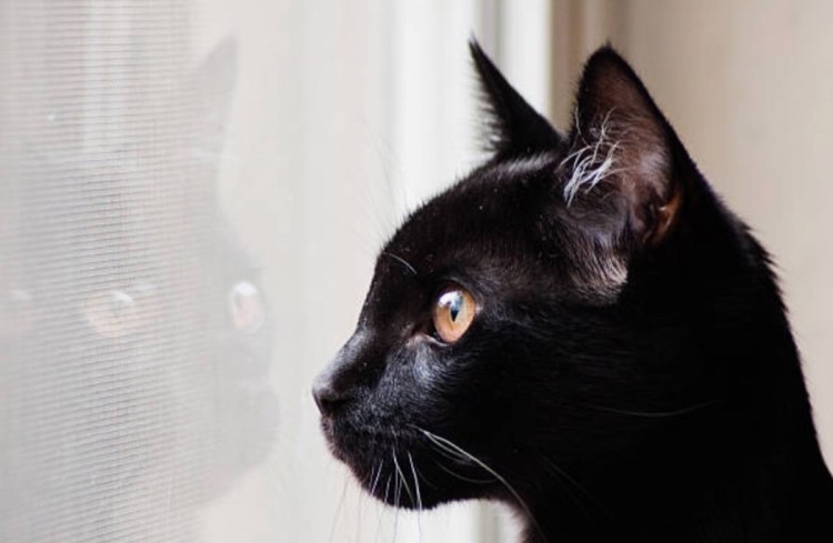 Черный кот в профиль