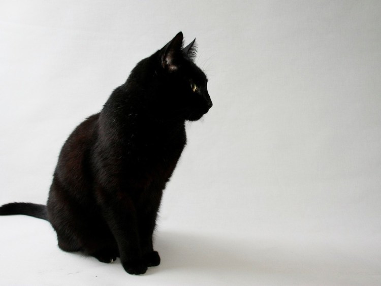 Чёрный кот