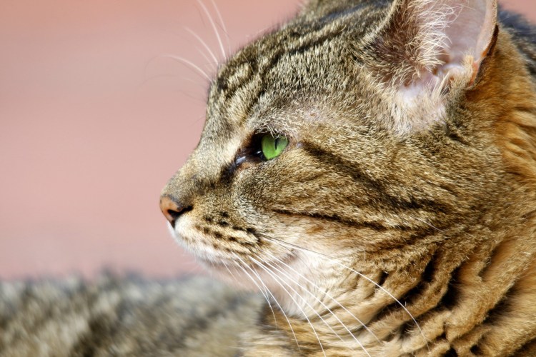 Кошачья голова в профиль