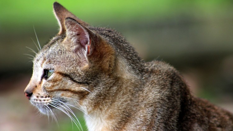 Морда кота сбоку