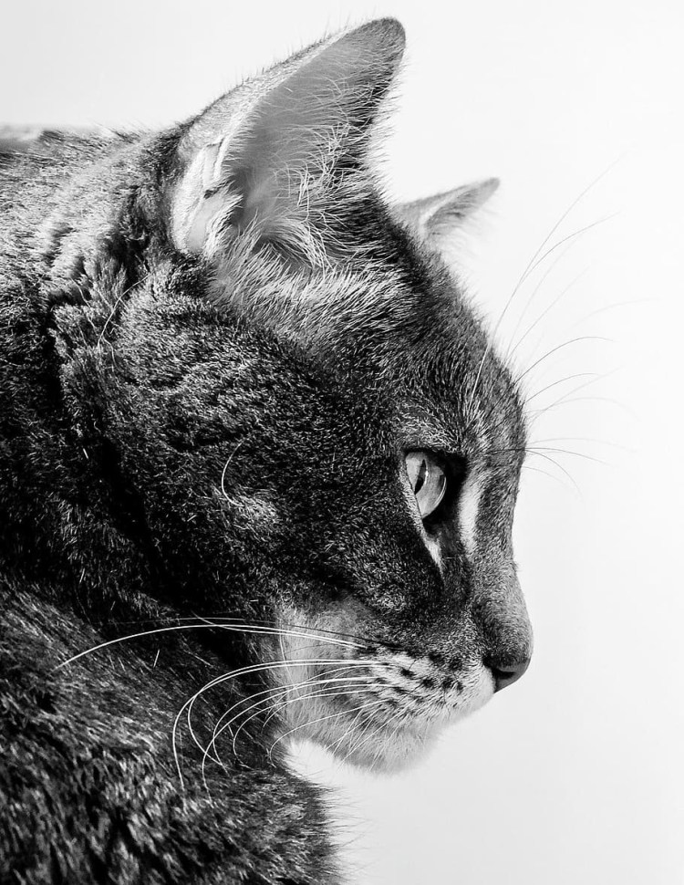 Кошка сбоку