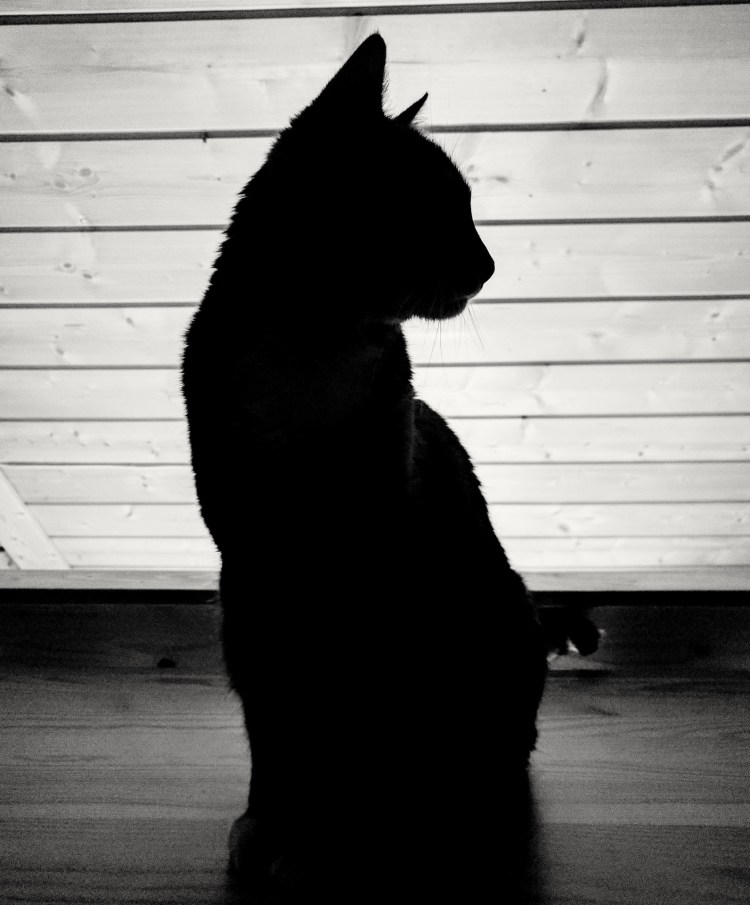 Кот в профиль