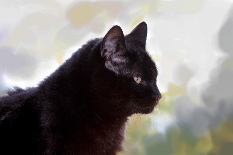 Черная кошка