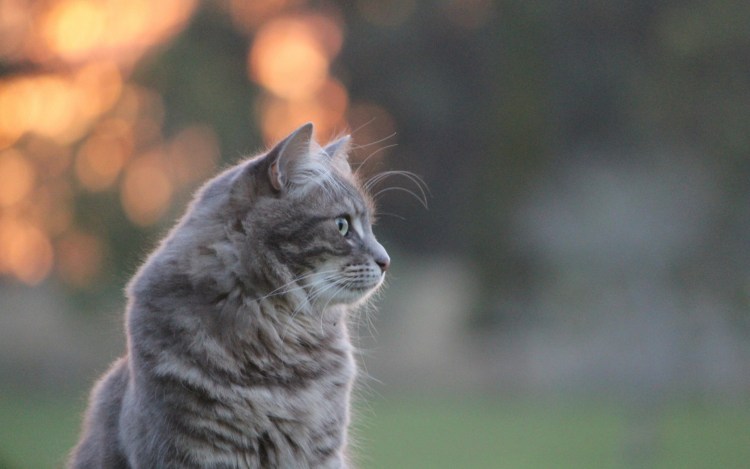 Кот в профиль