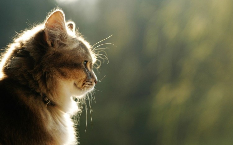 Обои на рабочий стол кот