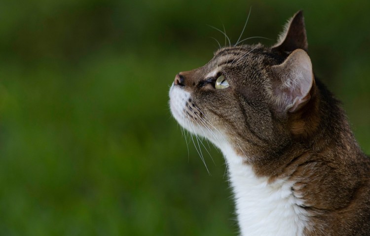 Кошачья голова в профиль
